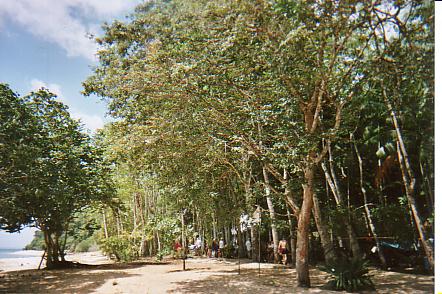 Bild Jungle Marathon 2008