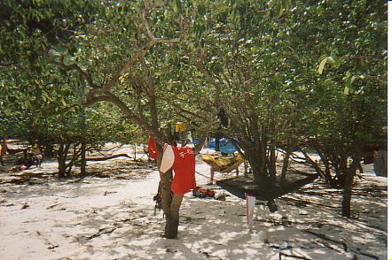 Bild Jungle Marathon 2008